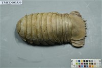 藏品(詹姆士深水虱)的圖片